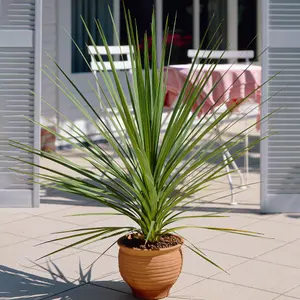 Cordyline Atlantic Green - Evergreen Foliage, White Flowers, Low Maintenance, Hardy (25-35cm Height Including Pot)