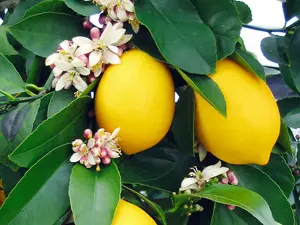 Mini Citrus Lemon Tree in Hessian Gift Wrap - Indoor Plant with Edible Lemons