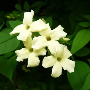 2 x Jasmine Officinale Clotted Cream in 9cm Pots - Deciduous Climber Plants