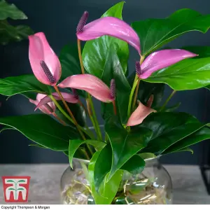 Anthurium Aqua in Sierglass 'Mauve Zizou' - 1 Plant