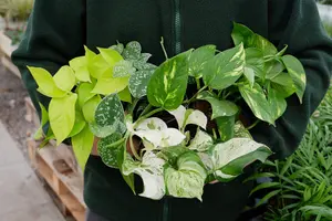 Pothos Collection - 4 Plant Mix - House Plant Collection 10cm Pot Size