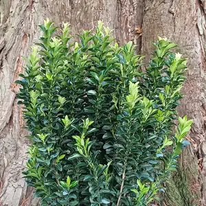 Green Rocket Japanese Euonymus Shrub Plant Euonymus Japonicus 10L 80cm - 100cm