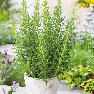 Rosemary Herb Plant in 14cm Pot - Upright Evergreen Plant - Ready to Plant