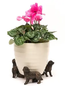 Bernese Mountain Dog Plant Pot Feet - Set of 3 - L8 x W8.5 x H10.3 cm