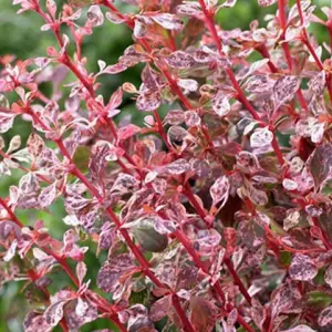 Berberis Flamingo - Barberry, Hardy Shrub, Low Maintenance (20-30cm Height Including Pot)