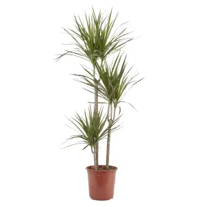 Verve 3 stem Dragon tree in Terracotta Plastic Grow pot 24cm