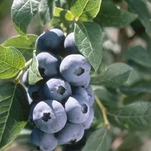 Vaccinium Chandler - Hardy Fruit Shrub, Blueberry Fruits, Low Maintenance (20-30cm Height Including Pot)