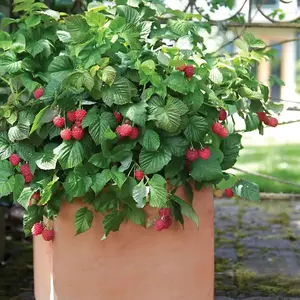 6 x Raspberry Polka Bare Root Canes - Grow Your Own Fresh Raspberries