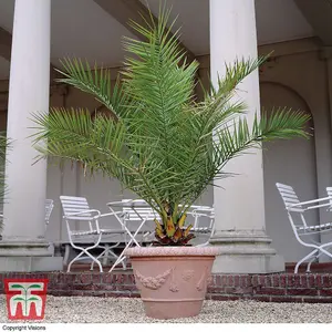 3 x Phoenix Canary Palm Tree 1.5 Litre Potted Plant - Tropical Style - Ideal for Patio Containers