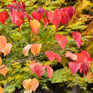 Cercis Forest Pansy Tree - Heart-Shaped Red and Green Foliage, Pink Flowers, Compact Size (5-6ft)