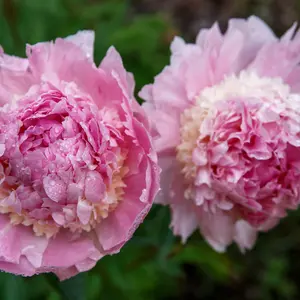 Peony - Paeonia lactiflora Mary Brand - Supplied as a bare root with 3-5 eyes