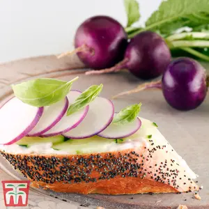 Radish Amethyst 1 Seed Packet (250 Seeds)