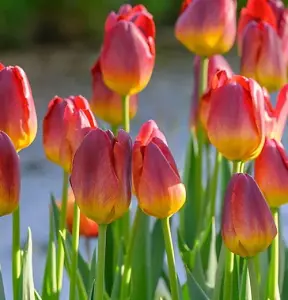 Boston Seeds Amberglow Tulip Bulbs (100 Bulbs)