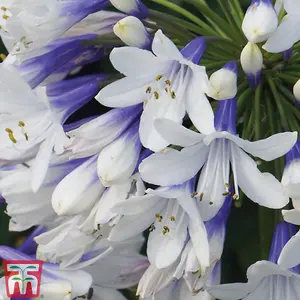 Agapanthus Twister 9cm Potted Plant x 1