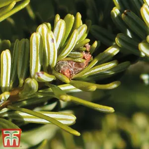 Abies Nordmanniana Fir Tree - 3 Bare Root Plants