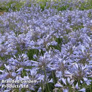 Agapanthus Blue Storm 9cm Potted Plantx 1