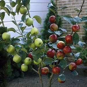 Duo Fruit Apple Tree, 2 Varieties of Apple on 1 Bare Root Tree, Ideal for Small Gardens Grow Your Own Fruit Trees