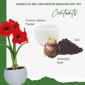 Pronto Seed Amaryllis Red Lion Flower Growing Kit with Ceramic Planter & Amaryllis Bulbs - Gardening Gifts for Women and Men