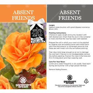 Absent Friend Orange Rose - Outdoor Plant, Ideal for Gardens, Compact Size