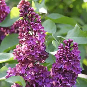 Syringa Charles Joly Tree - Scented Purple Flowers, Upright, Heart-Shaped Foliage, Hardy (5-6ft)