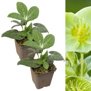 2 x Helleborus White Marble Christmas Rose Plants in 9cm Pots - Autumn Winter Flowering Outdoor Garden Perennial Ready to Plant