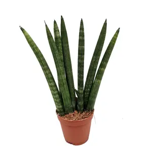 House Plant - Snake Plant - Cylindrica - 6 cm Pot size - 10-20 cm Tall - Sansevieria Trifasciata - Indoor Plant