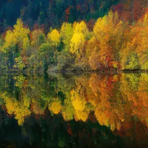 Autumn Forest Lake Mural - 384x260cm - 5067-8