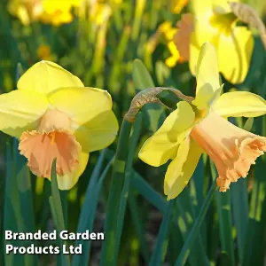 Daffodil (Narcissus) Tom Pouce 5 Bulbs