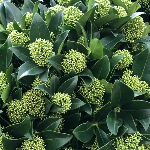 Skimmia White Globe Garden Plant - Compact Size, Evergreen (30-40cm Height Including Pot)