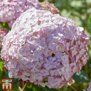 Hydrangea Candybelle Bubblegum 9cm Poted Plant x 2