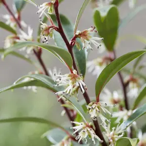 Sarcococca Purple Gem, Evergreen Shrub Plant for UK Gardens (15-25cm Height Including Pot)