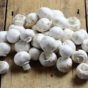 Carbeth Plants Mushroom Growing Kit - Grow Your Own White Button Suffolk Mushrooms - Perfect for Beginners