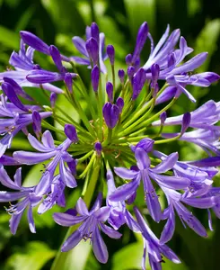 Agapanthus Poppin Purple - African Lily in a 9cm pot