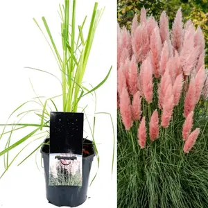 Pampas Grass 'Rosea' - Pink Cortaderia Plant in 2 Litre Pot - 35-45cm High