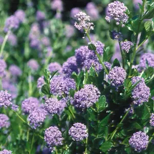 Autumnal Blue Californian Lilac Outdoor Shrub Plant Ceanothus 2L Pot