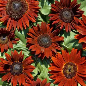 Sunflower Ruby Sunset 1 Seed Packet (20 Seeds)