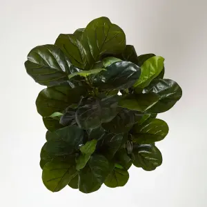 Homescapes Artificial Fiddle Leaf Fig Tree in Pot, 120 cm Tall