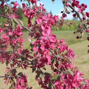 Crimson Cascade Purple Crab Apple Tree Outdoor Malus x Purpurea Bare Root 1.2m