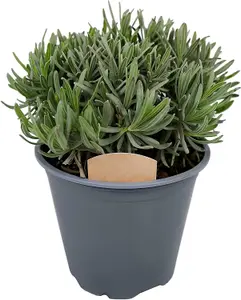 3 x Large Herb Mix in 14cm Pots - Rosemary - Laurel Bay - Thyme - Quality Plants