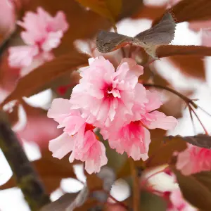 Mature Fruit Tree - Purple Leaved Flowering Cherry