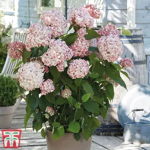 Hydrangea Candybelle Bubblegum 9cm Poted Plant x 2