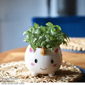 Gift Pot Unicorn With Gold Horn and Fittonia 8.5cm Pot x 1