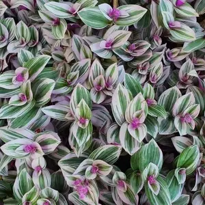 Tradescantia Nanouk - 10-20cm in Height inc Pot - Colourful and Low Maintenance