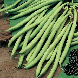 Climbing Bean Cobra 1 Seed Packet (40 Seeds)