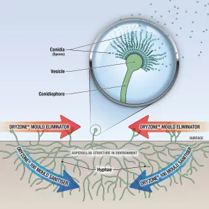 Dryzone Mould Remover and Prevention Kit - 2 x 5L & Sprayer - The Definitive Long-Term Solution to Mould and Mildew