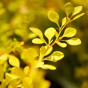 Berberis Maria Garden Shrub - Compact Size and Colorful Foliage, Low Maintenance (20-30cm Height Including Pot)