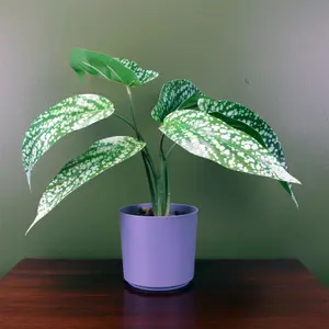 35cm Artificial Spotted Leopard Plant in Planter