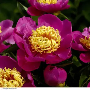 Peony Doreen 1 Bare Root Plant