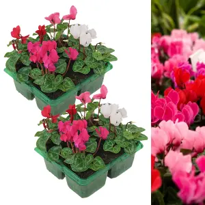 8 x Cyclamen Mixed Garden Ready Plants - Alpine Violet UK Hardy Flowering Perennials - Ideal for Beds, Containers or Borders