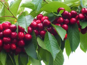 Cherry Tree - Prunus avium 'Stella' - Patio Fruit Tree 2-4ft in 5 Litre Pot